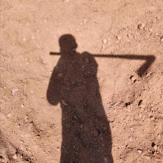 追着太阳种菜苔