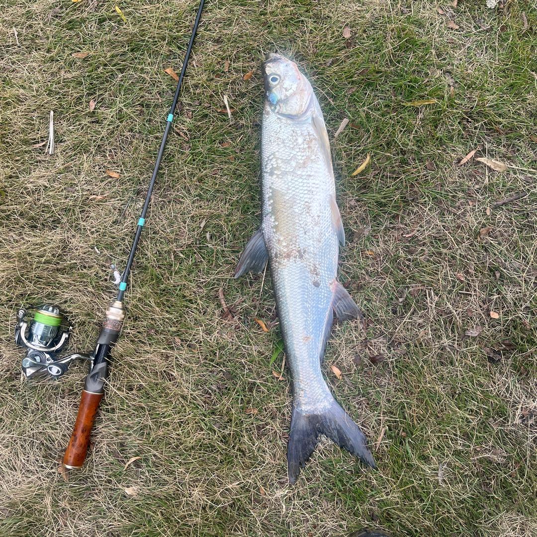 去哪路亚（微物）