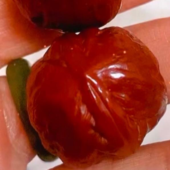 野生楸子小手捻