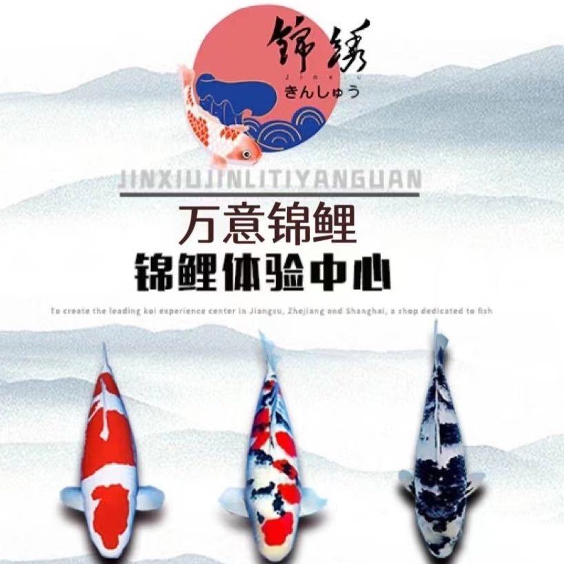 万意锦鲤