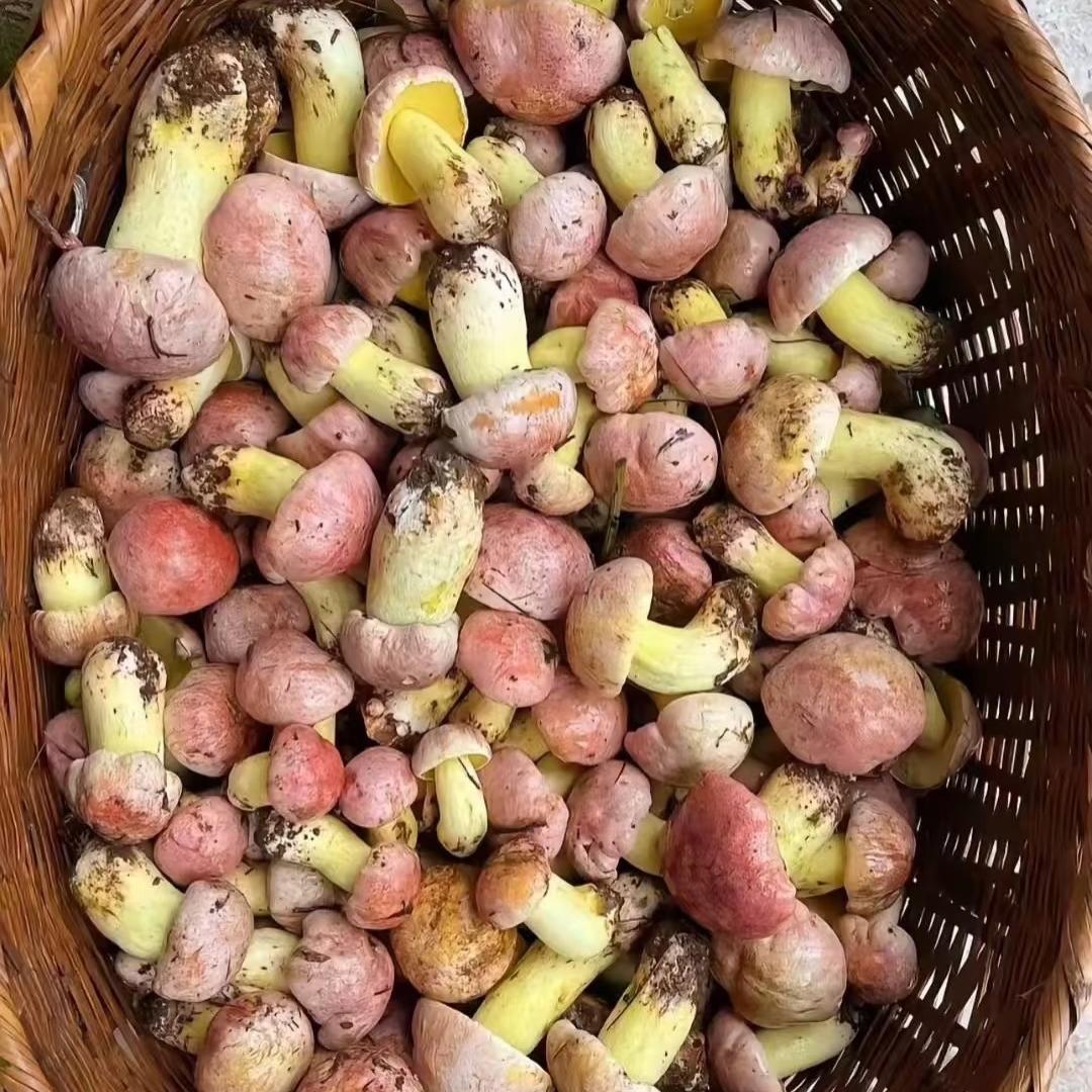 山南集