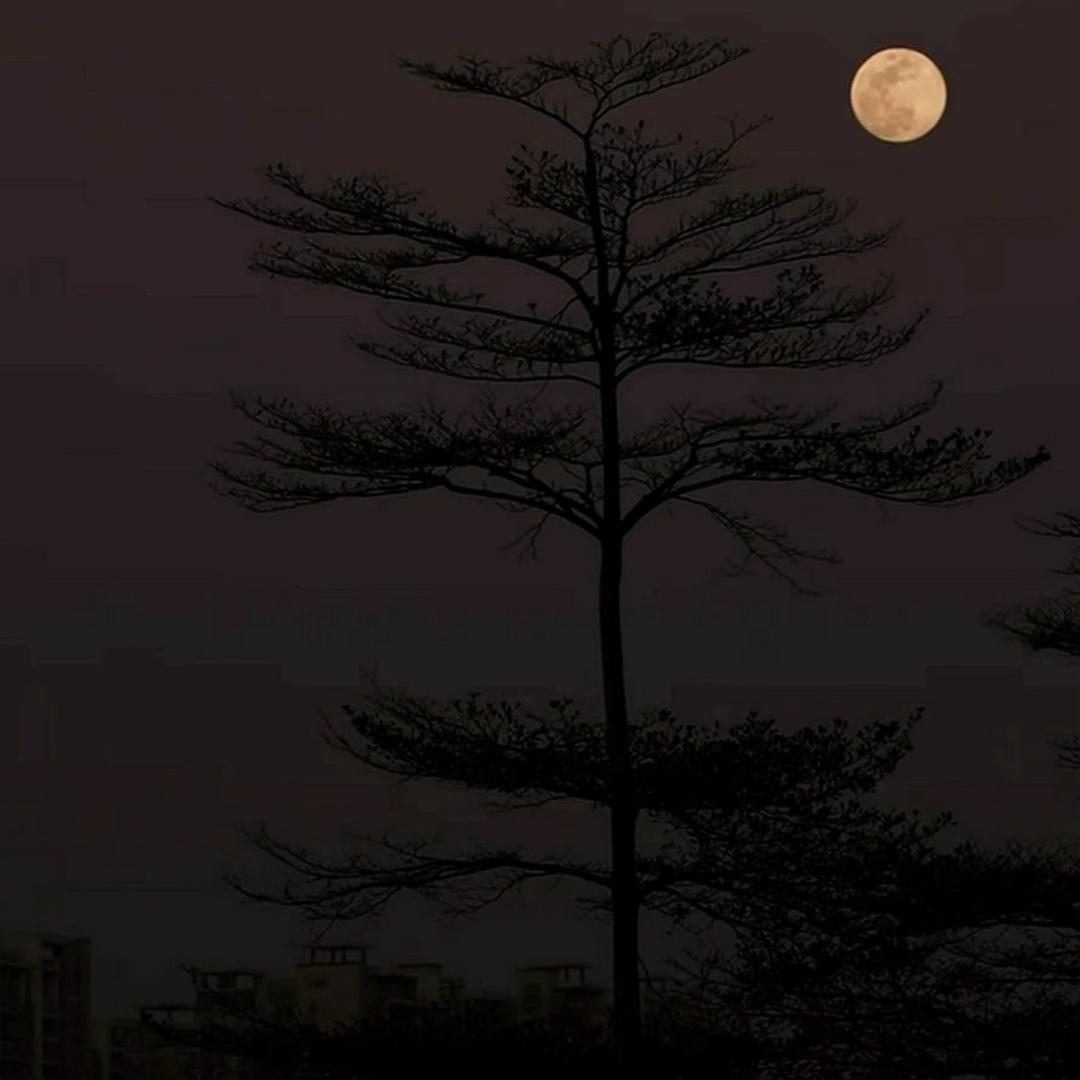💫天上的星星不说话