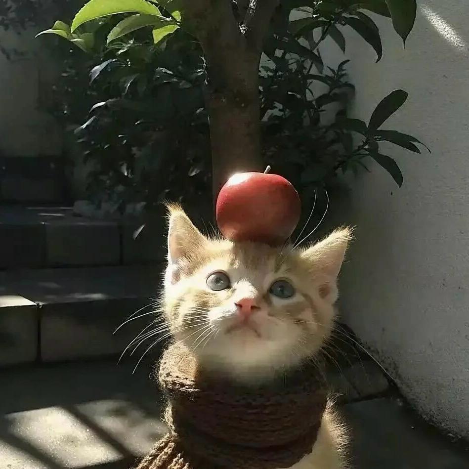快乐小🐱