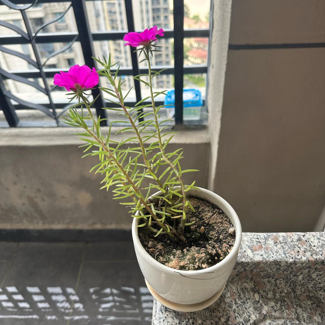大风吹