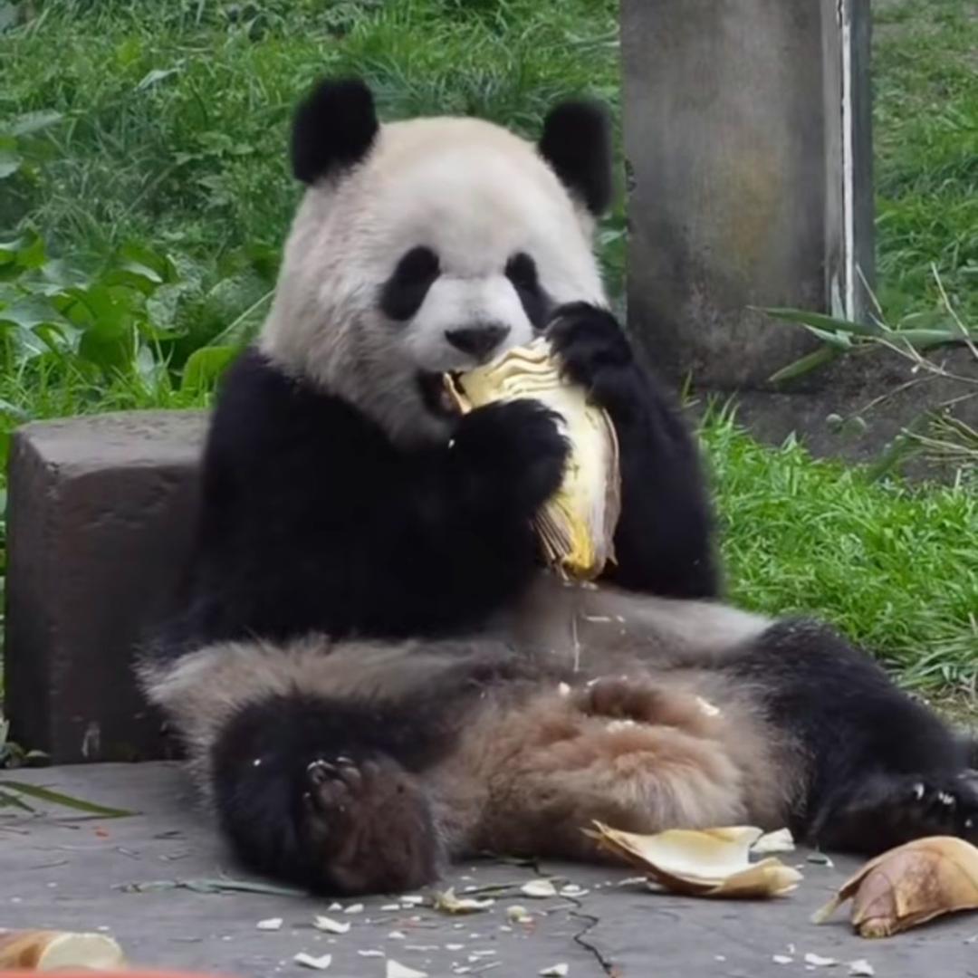 神龙大侠和乌龟大师