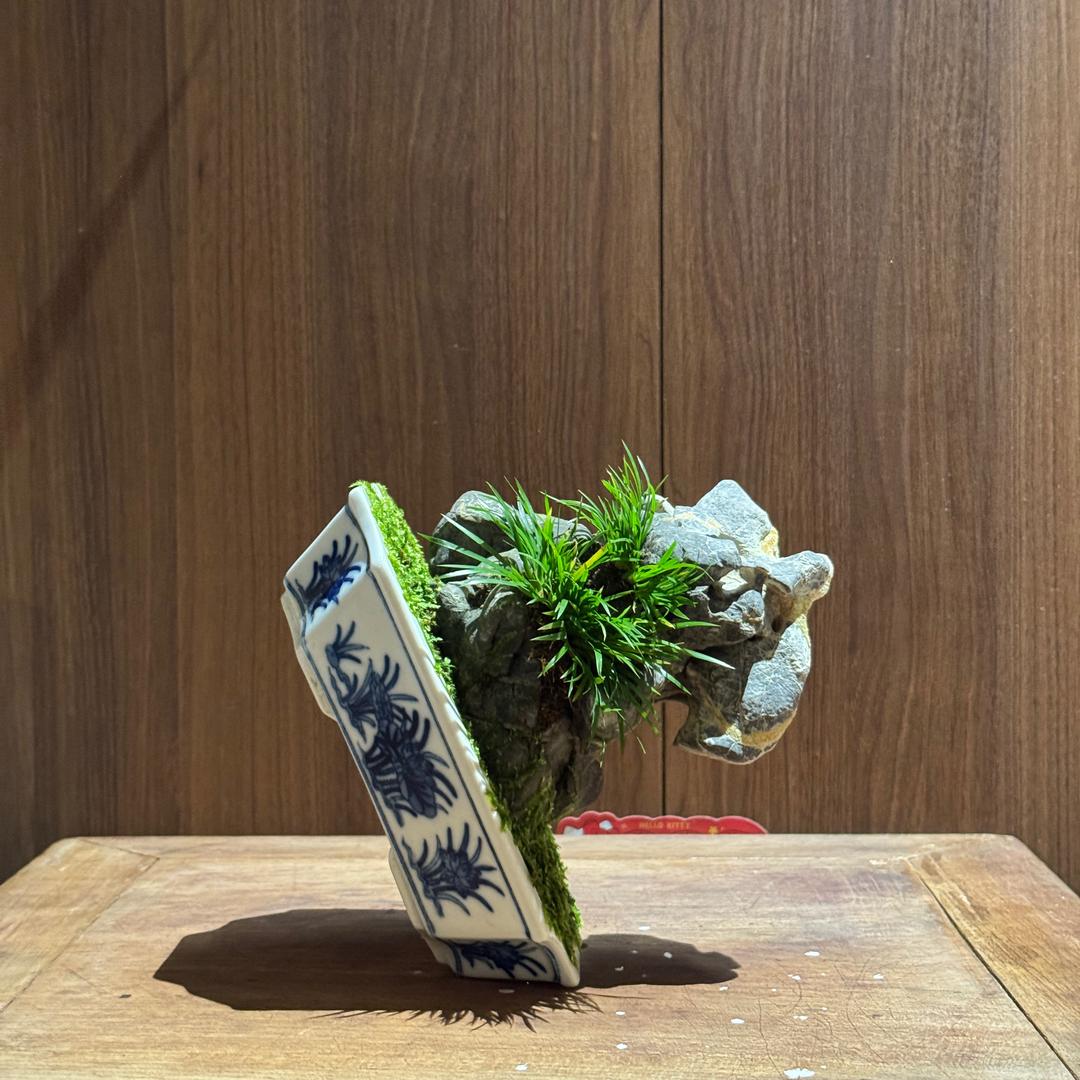 彡田舍®
