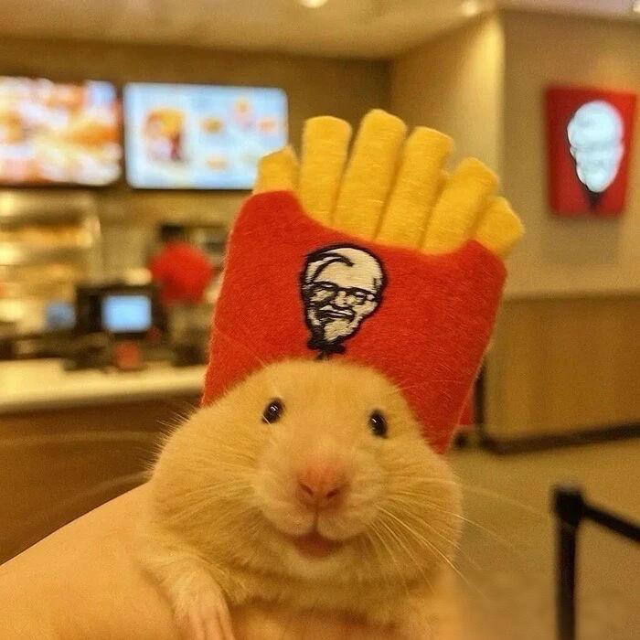 不爱早起的叉烧包