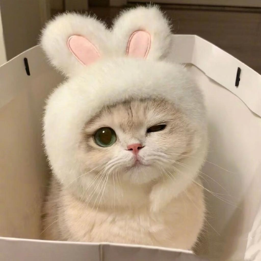 三顾猫庐｜猫咪繁育基地｜