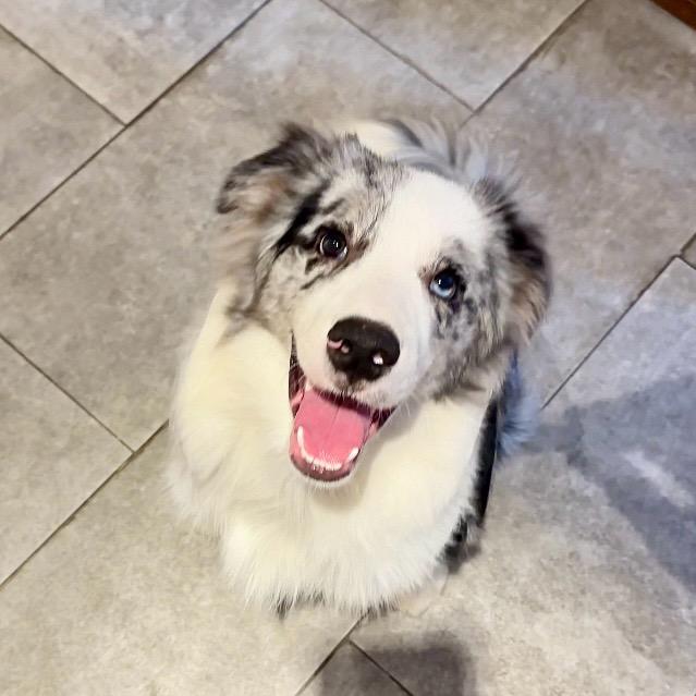 养宠顾问—孙院长