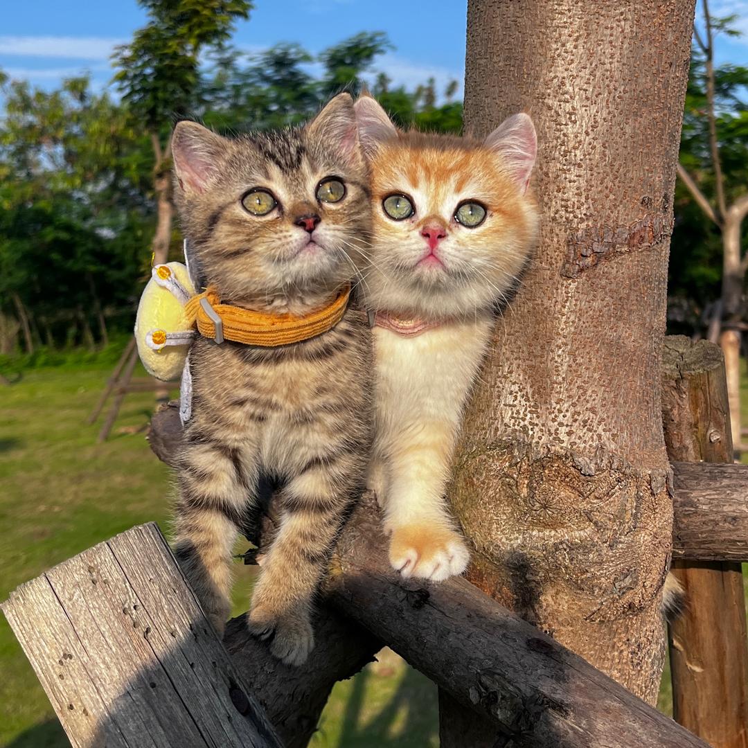 是多宝🐈