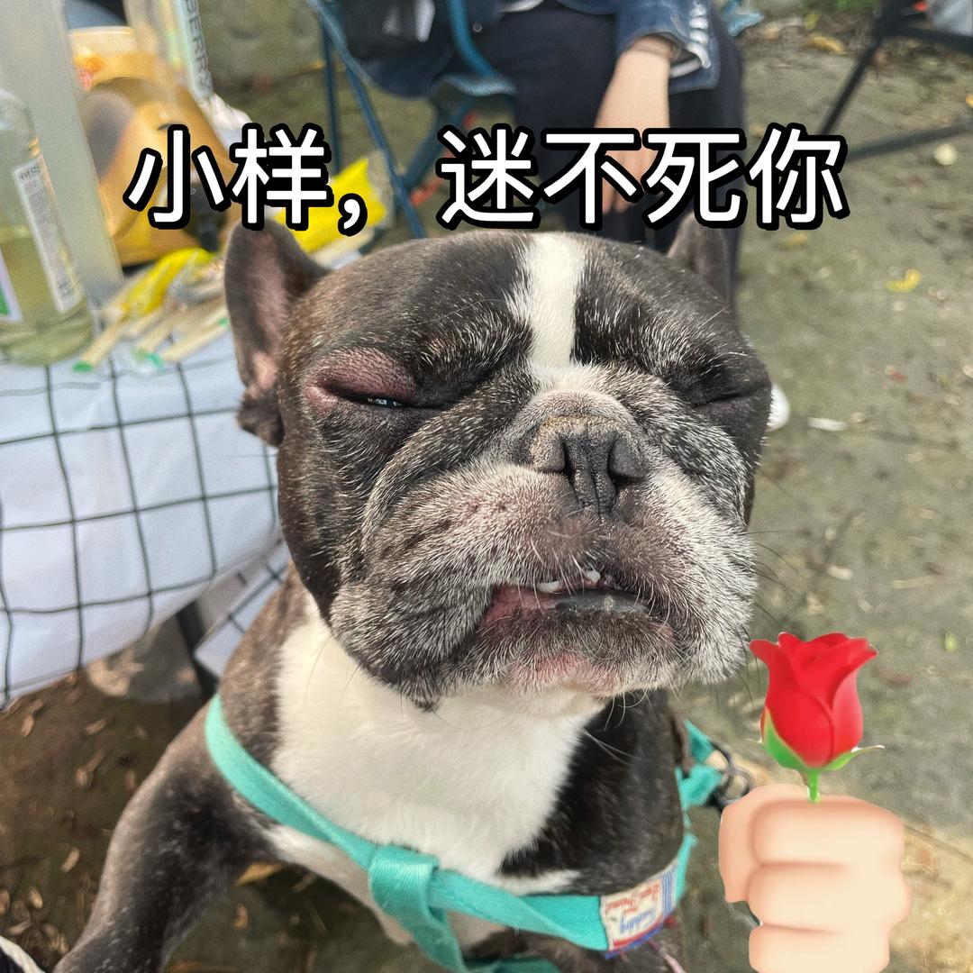 喵十三呀