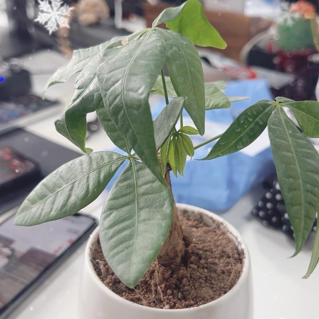 饶兆经营号