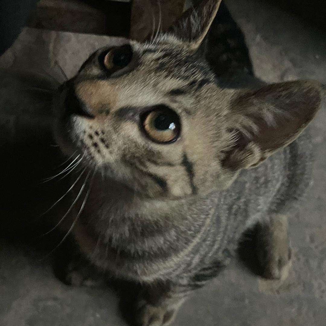 小心超人
