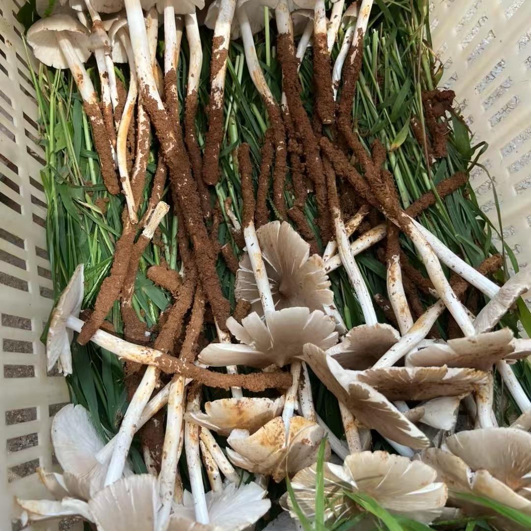 大自然搬运工