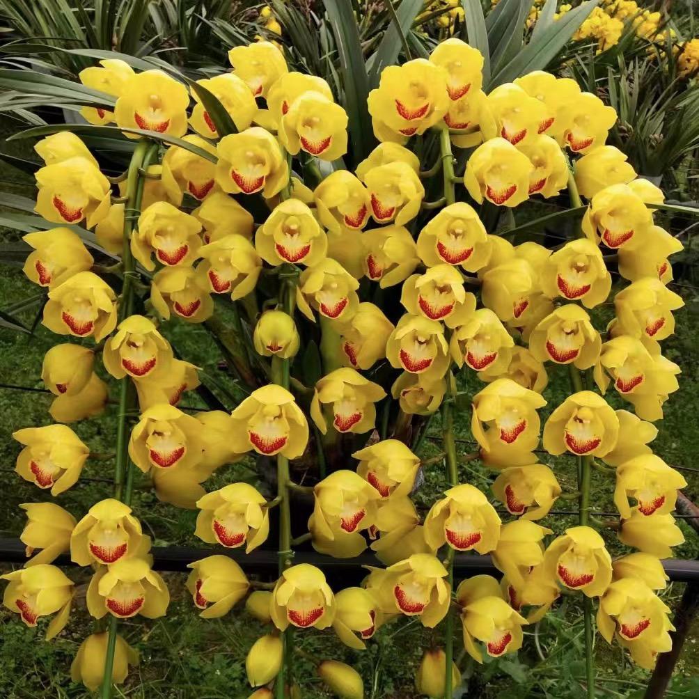 云南灵龙花卉
