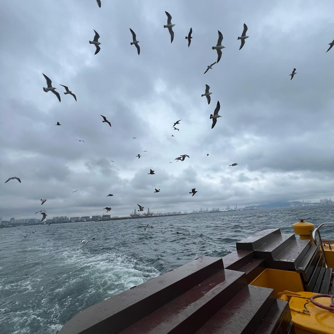 青山白马走天涯