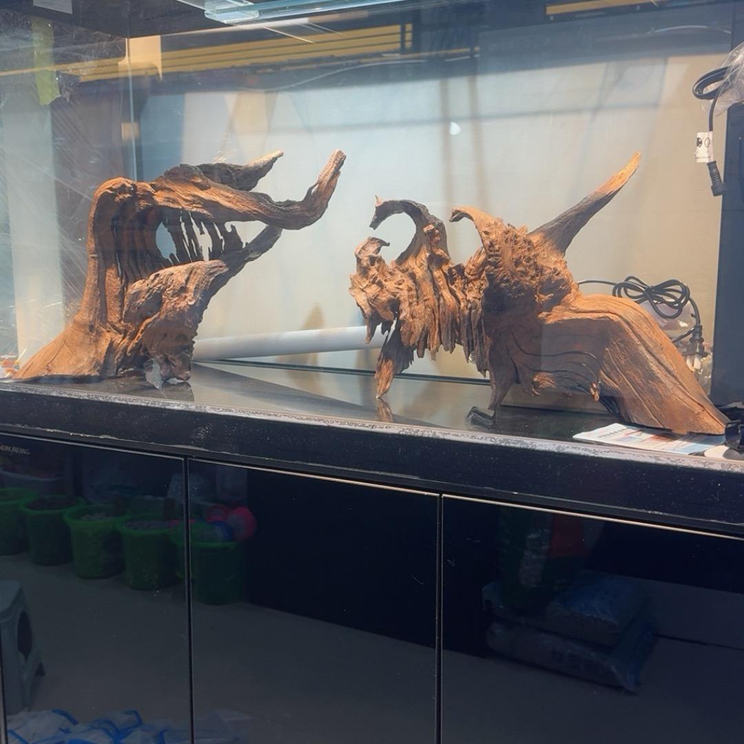 版纳1闽江水族2鱼趣水族