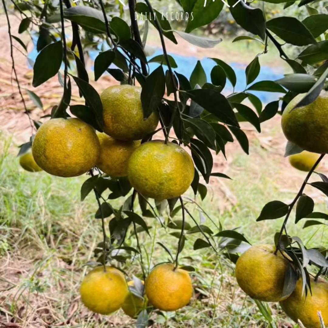 一生所爱🚩🚩🚩