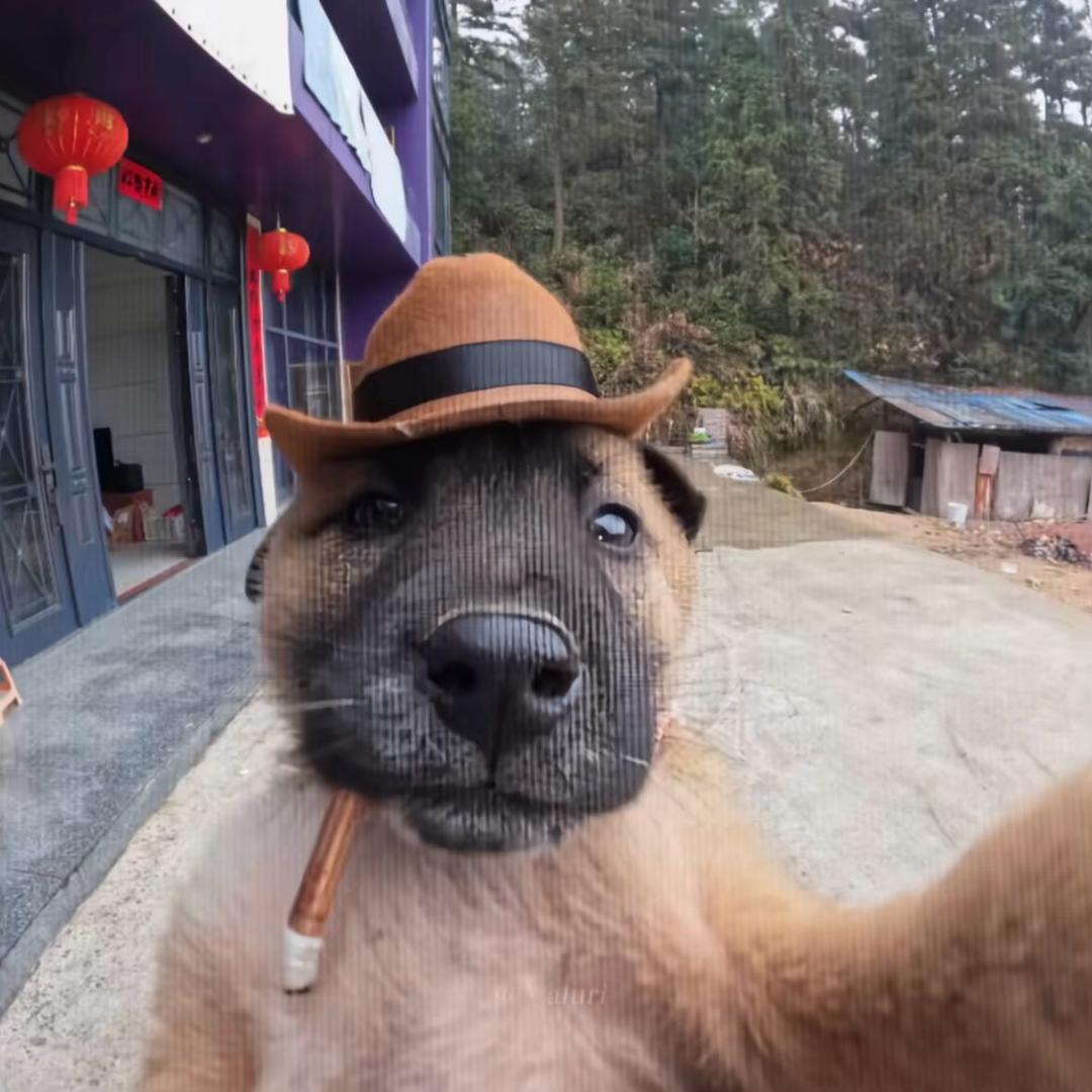 一条犬