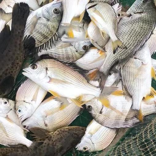 海陵岛川记海产品店