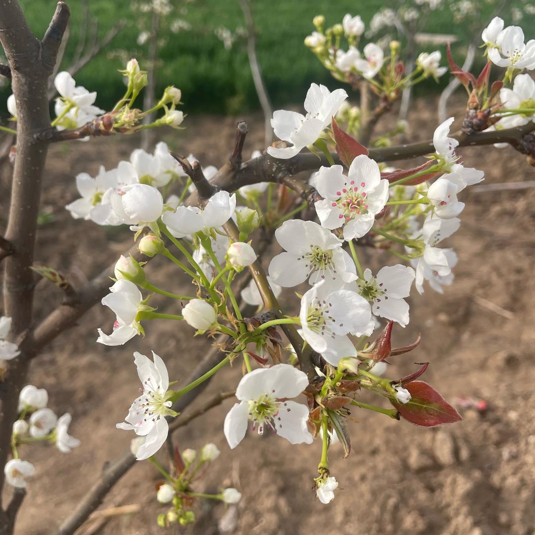 是菡菡呀
