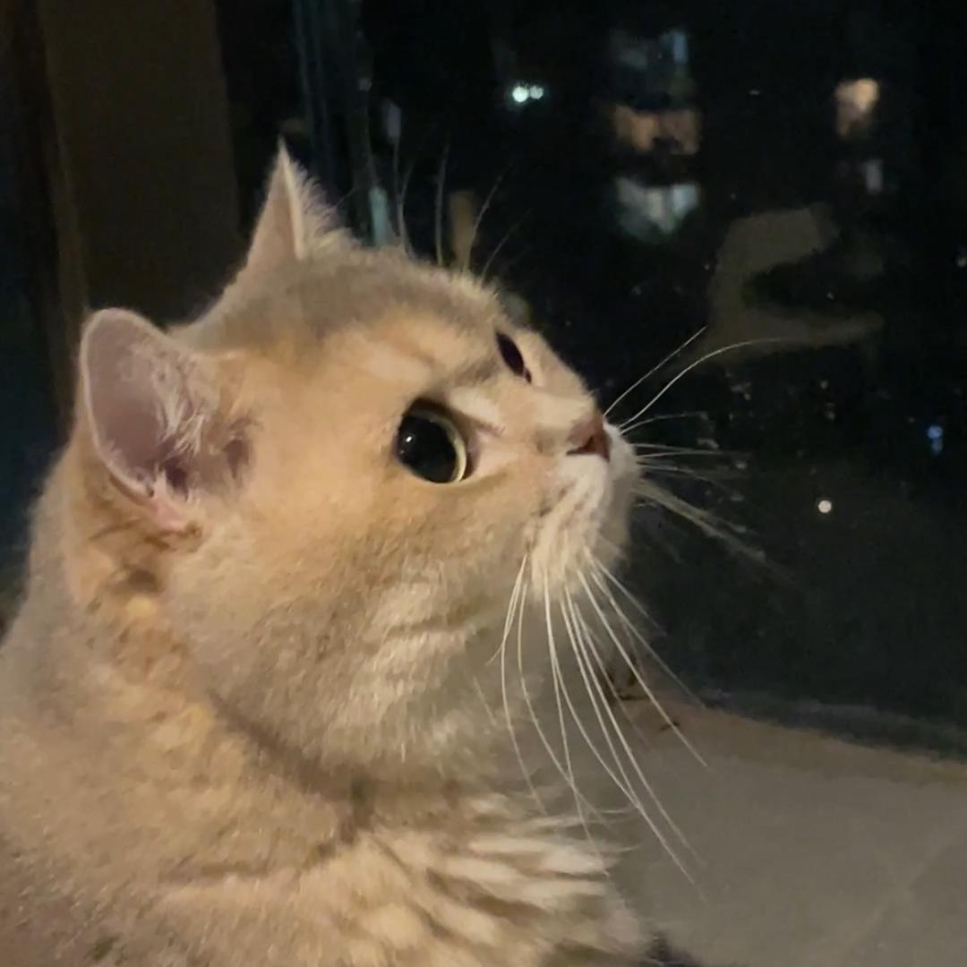 🐱豆腐哥与山竹弟🐱