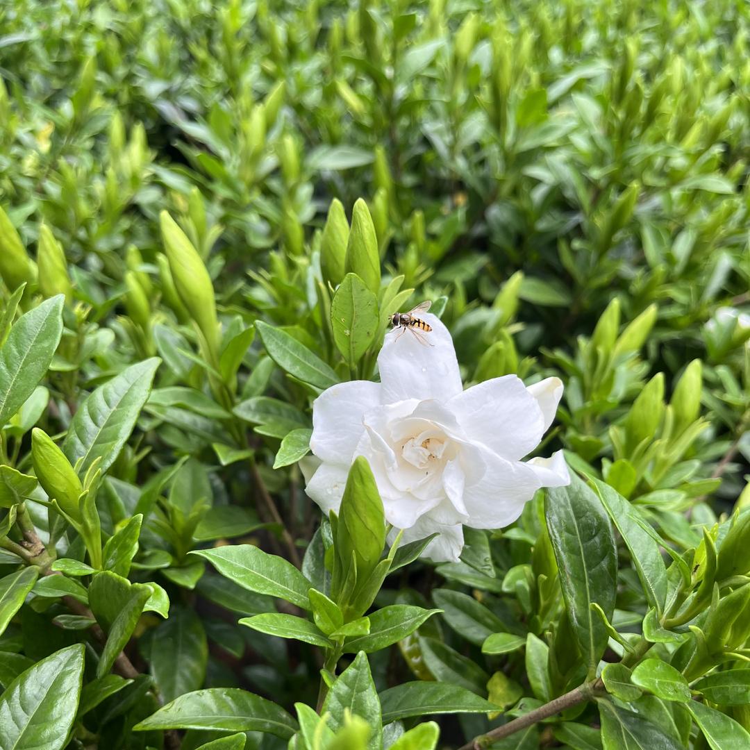 七彩花卉绿植园艺