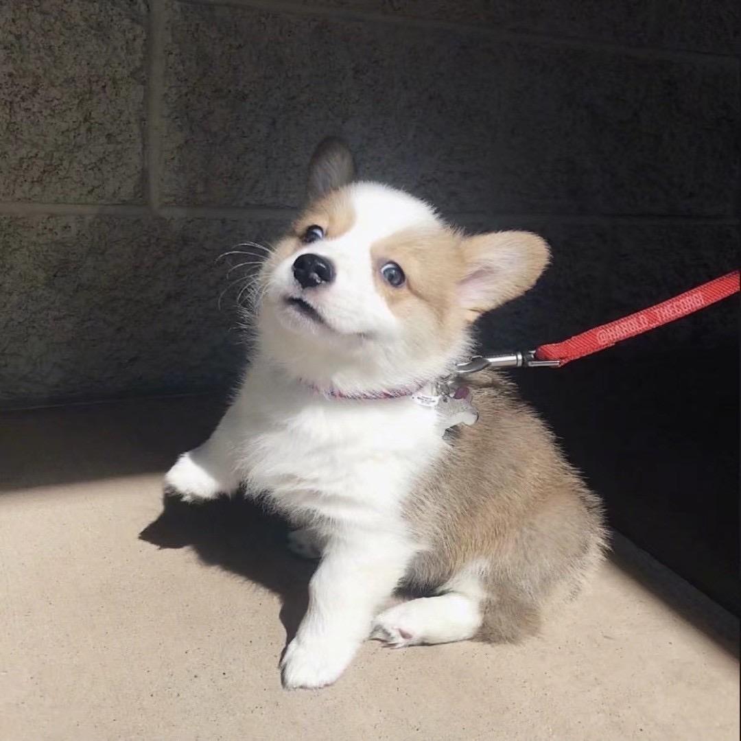 杰尼龟