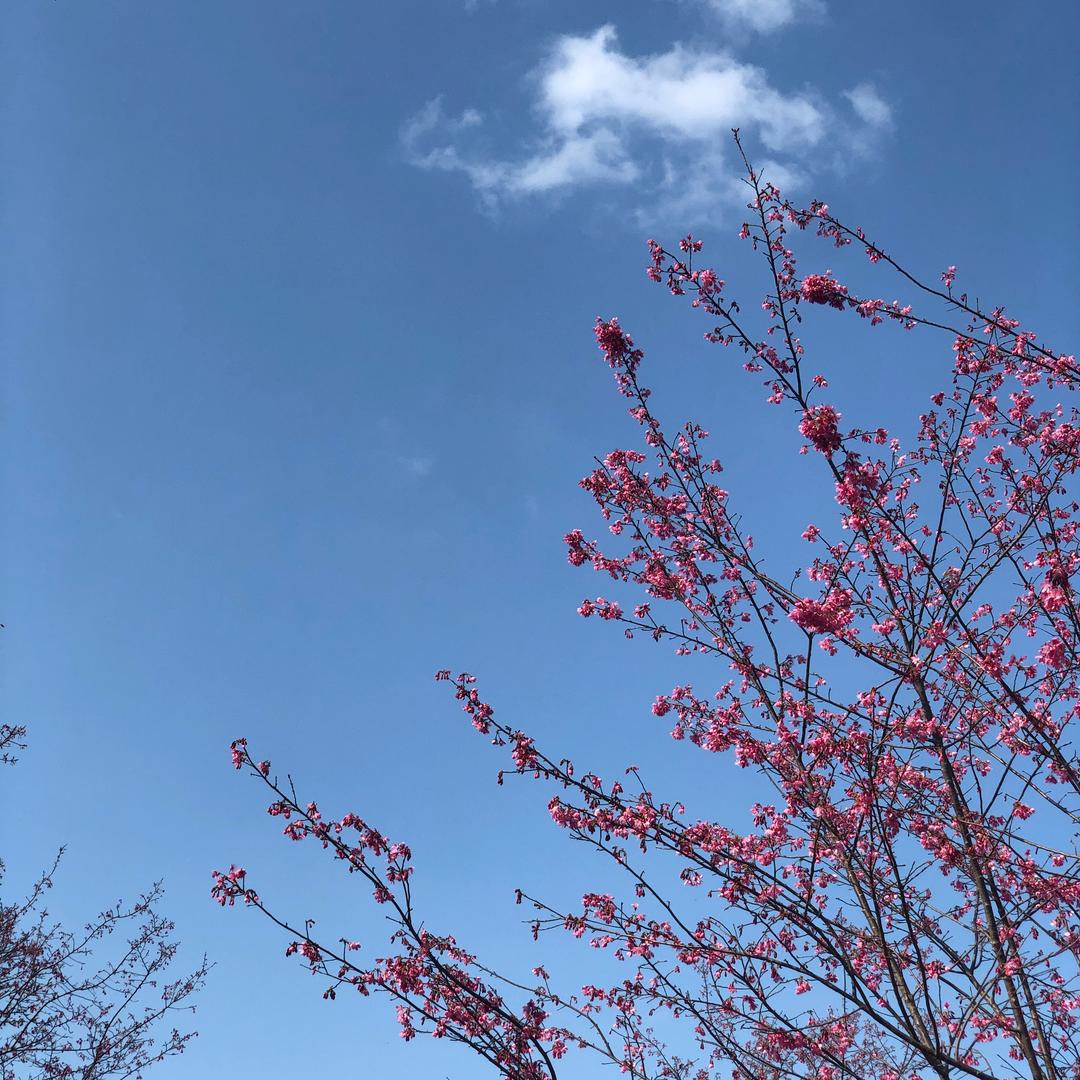 南雄好日子花艺——潘谷