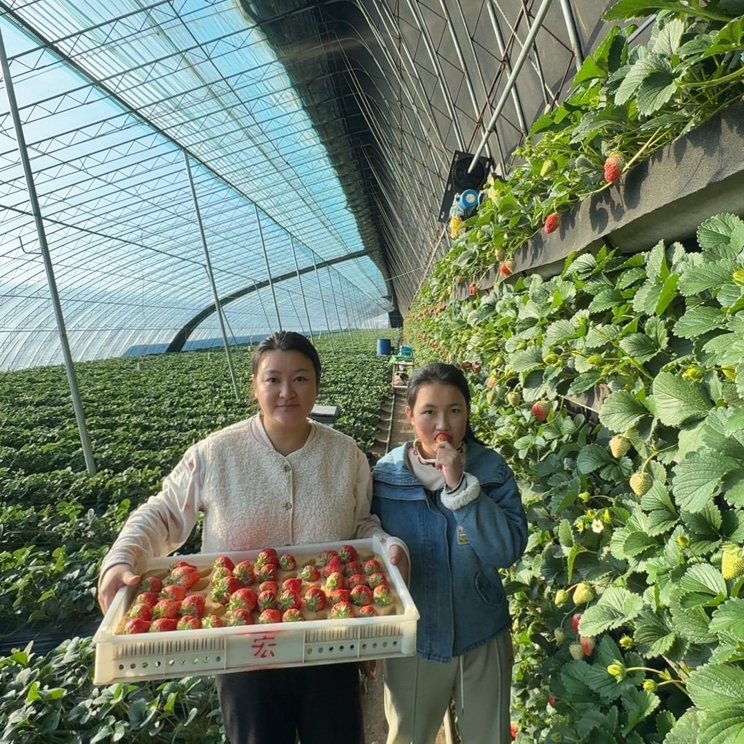 领鲜农场辽宁丹东九九草莓99甄选