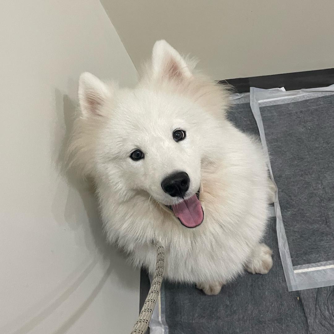 夏星星是条大白狗