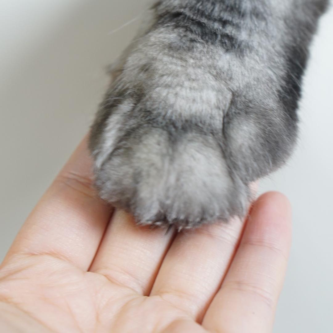 喵师傅的百宝箱