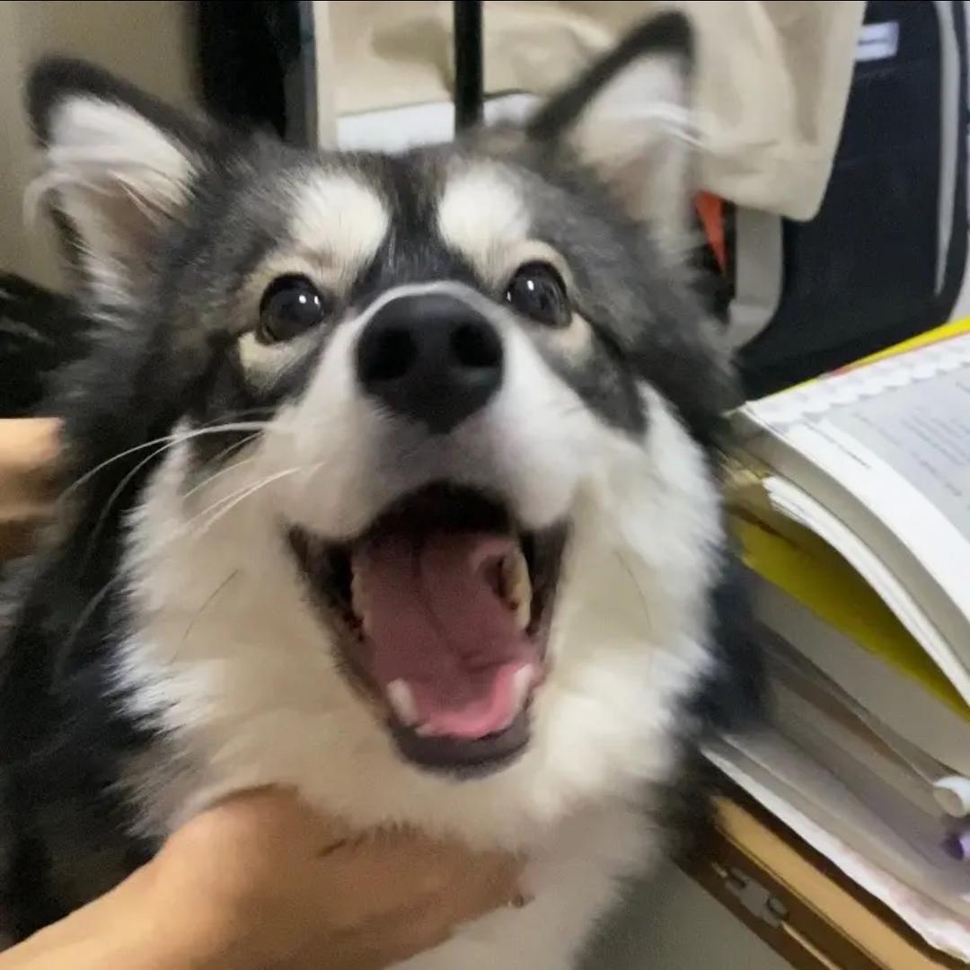 小麻