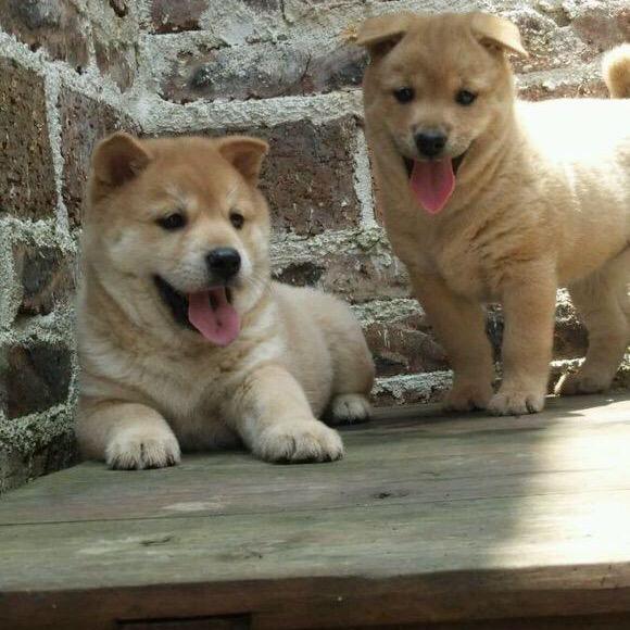 中华田园犬，（🉑代淘）