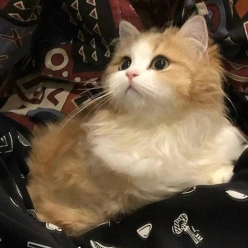 疯狂星期日