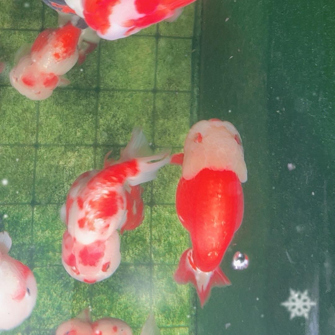 卖鱼的女摩托佬