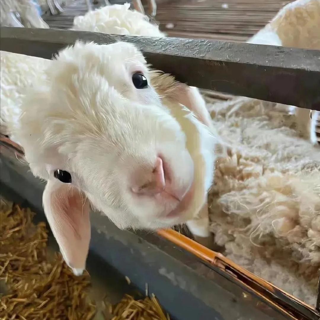 帝王美羊羊🐑