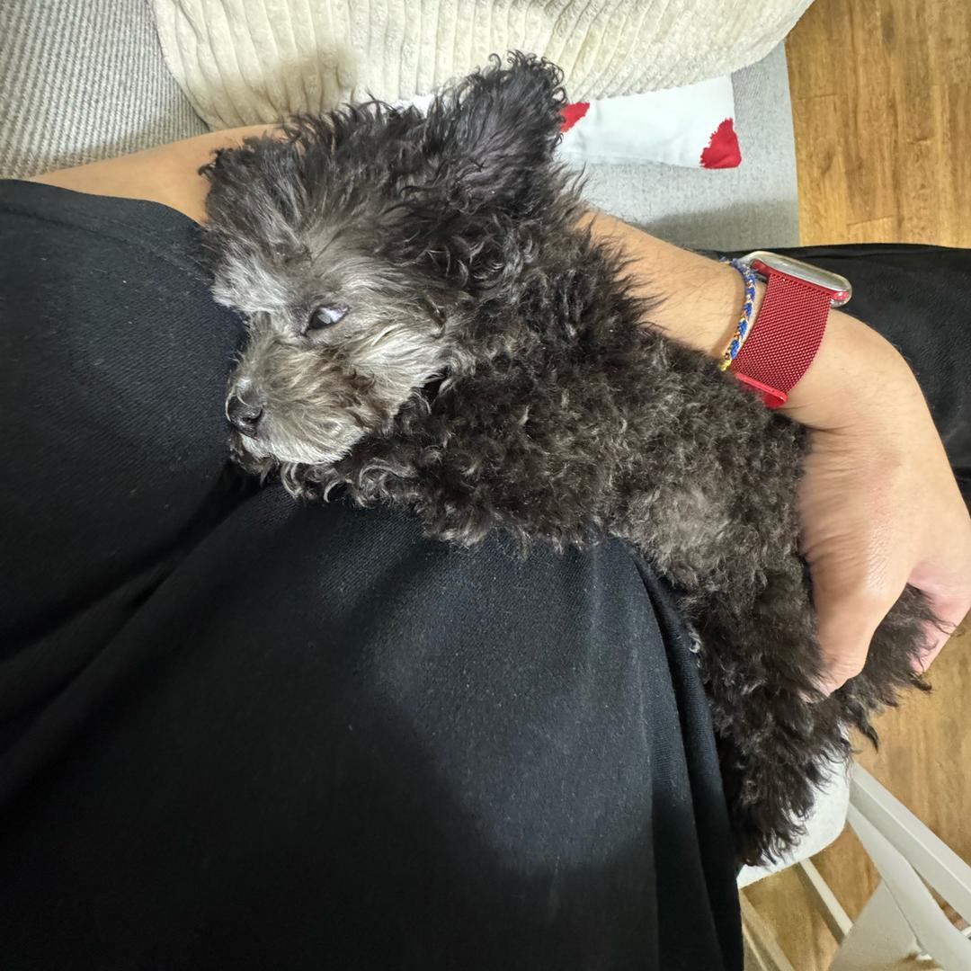 Cookie是只灰泰迪