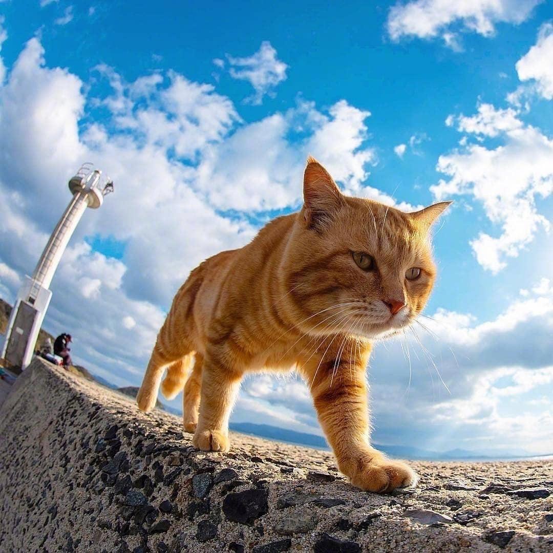 美食官