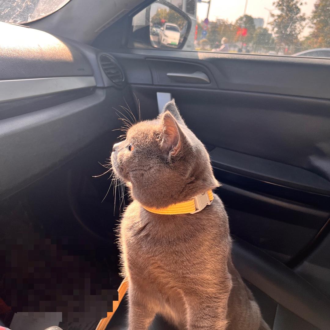 京京在上海（单身小阿姨）