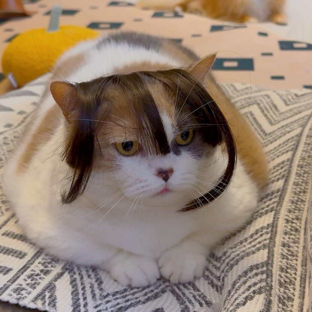 一堆猫饼🫓