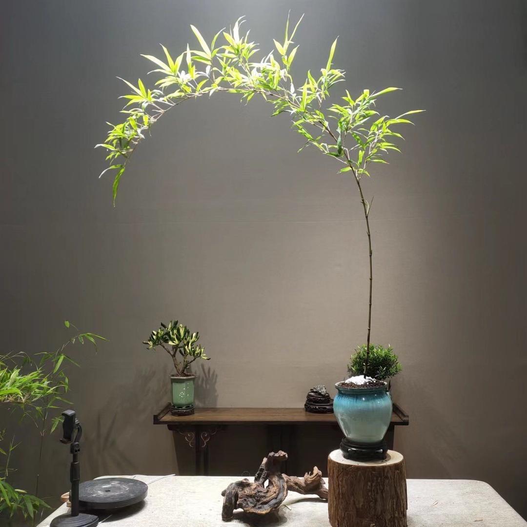 观音竹盆景