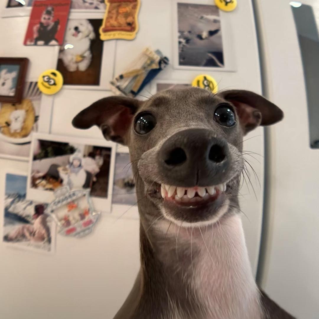 🐕🐕