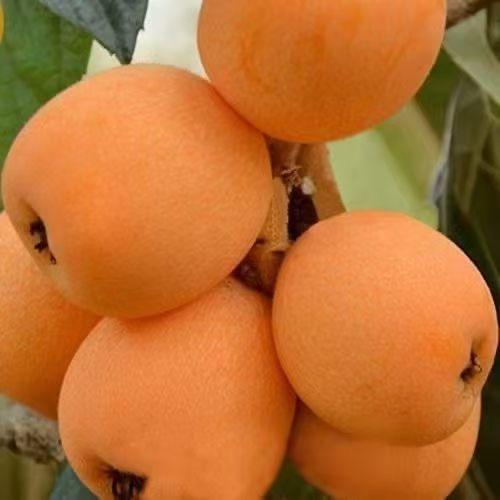 小叮当果树苗木专营店