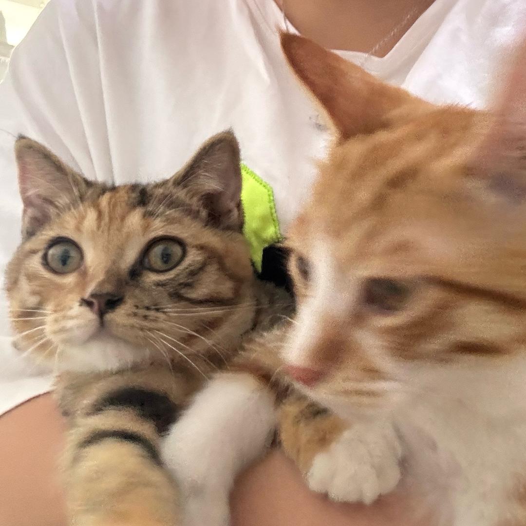 朵朵是只大耳朵🐱
