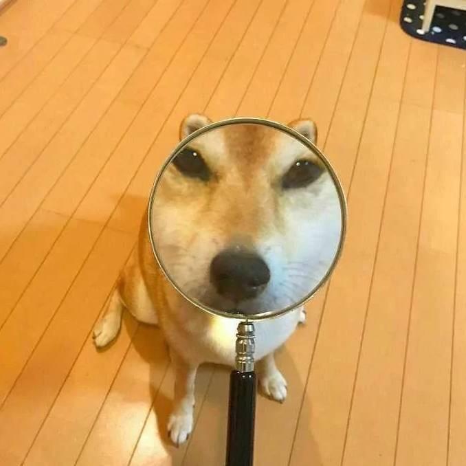 花开狗贵