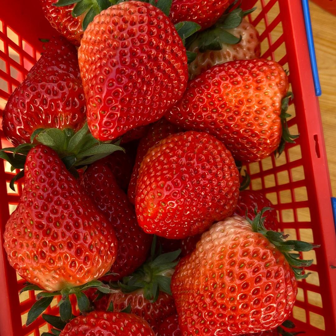 🍓秋裕草莓基地🍓