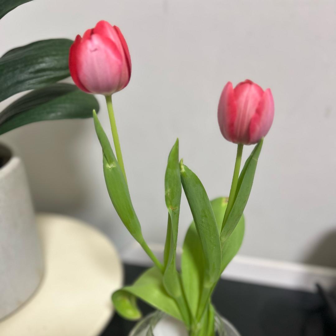 橘荌