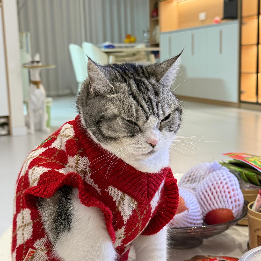 茶茶小猫