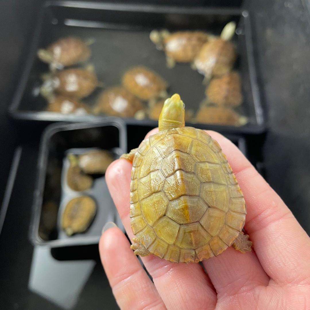 伍貮伍宠物